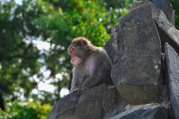 岩の上でくつろぐ子猿