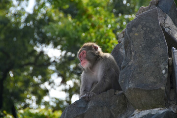 岩の上でくつろぐ子猿