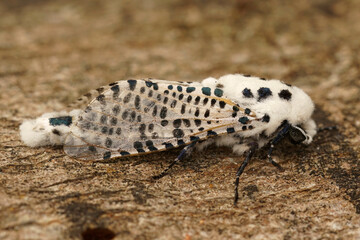 Closeup on the white and black spotted Leopard Moth, Zeuzera pyrina, sitting on wood
