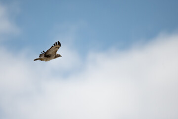 Buteo buteo-Common buzzar-/Buse variable-IUCN=LC-B030_047_016