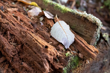 Autumn leaves on rotten wood in the nature