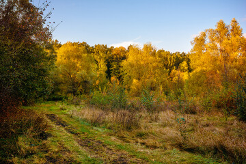 Fototapeta na wymiar Overgrown dirt road near the forest, with green and yellow tall grass and bushes on the right, with yellow-green trees in the background and a blue sky.