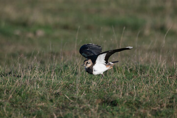 Vanellus vanellus - Lapwing - Vanneau huppé