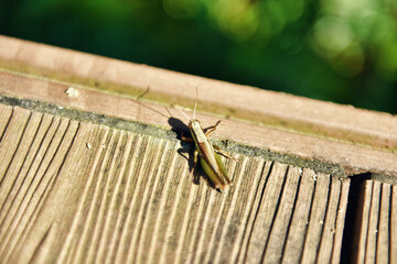 Locust Insect Close-up Photography