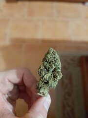 CBD bud held by its small trunk with the tips of your fingers