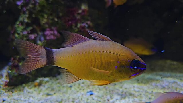 Close view of an Orange tropical fish underwater resting.