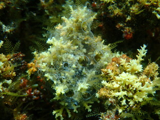 Fototapeta na wymiar Encrusting colonial ascidian form or tunicate Diplosoma spongiforme close-up undersea, Aegean Sea, Greece, Halkidiki