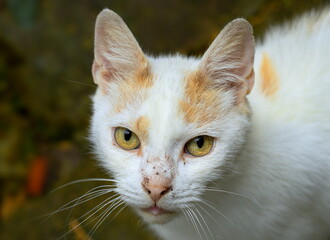 Domestic cat with yellow eyes