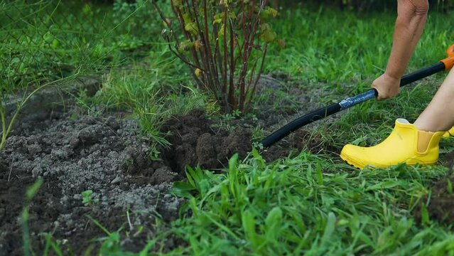 Female Worker digs soil with shovel in the vegetable garden. Agriculture and tough work concept. High quality FullHD footage