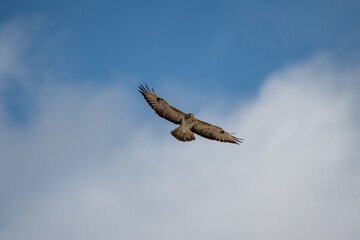 Buteo buteo-Common buzzar-/Buse variable-IUCN=LC-B030_047_016
