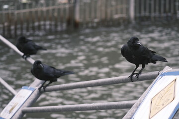 two black pigeons on the street
