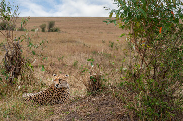cheetah  in the vast wilderness of Africa © Herbert