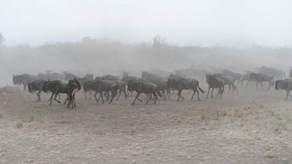 Fototapeta na wymiar migration in the Masai Mara Kenya
