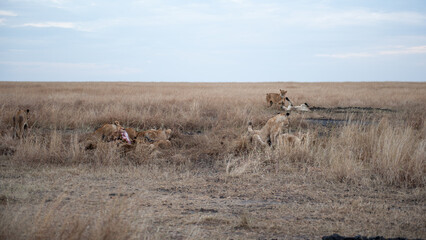 Fototapeta na wymiar feast Lion female in the Masai Mara