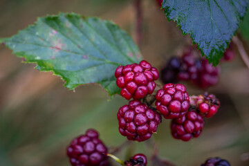 Mures rouge en automne