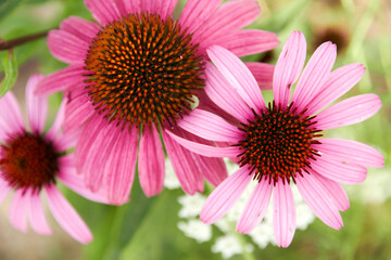 pink echinacea flowers from above