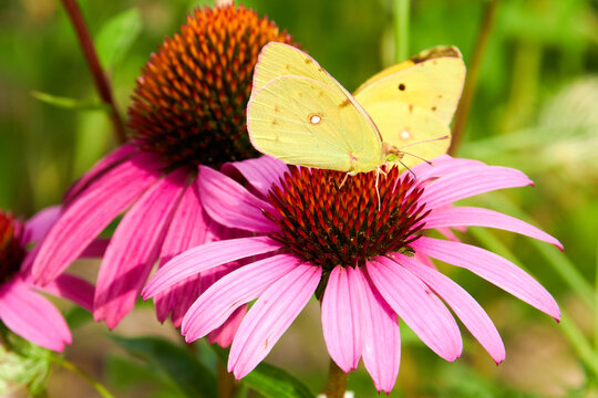 pink echinacea flowers with two yellow butterflies