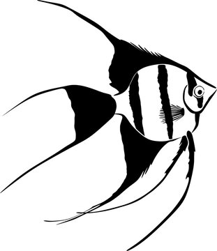 Angelfish clip art preview