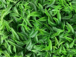 Artificial green leaves pattern wall exterior decoration.