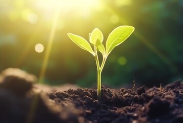 young plant growing in garden with sunlight. generative ai