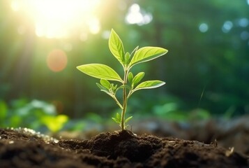 young plant growing in garden with sunlight. generative ai