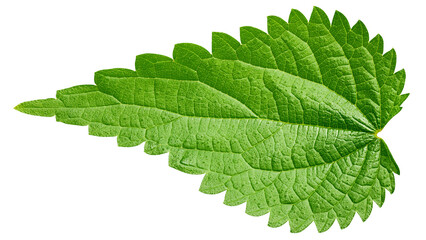 Nettle isolated on white background, full depth of field
