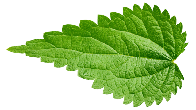 Nettle isolated on white background, full depth of field