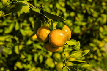 dojrzewające pomarańcze na drzewie na plantacji pomarańczy - obrazy, fototapety, plakaty
