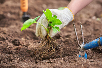 Planting strawberry in the garden. Farming concept. Hands with hoe garden tool.