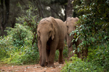 elephant in the forest