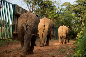 elephants in the zoo walking in the midst of forest in Kenya East Africa wildlife animals mammals