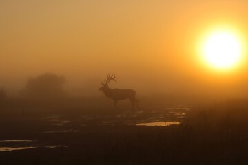 Fototapeta na wymiar Morning Magic in the Mist Rocky Mountain Elk Bull Silhouette 
