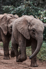 Fototapeta premium elephant in the zoo
