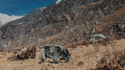 Yaks eating grass high in the Himalayas, Langtang Valley, Asia
