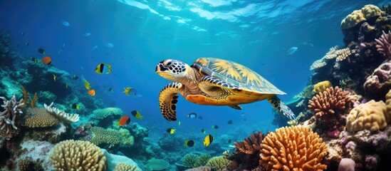 Marine life beneath the ocean s surface like turtles fish and coral With copyspace for text