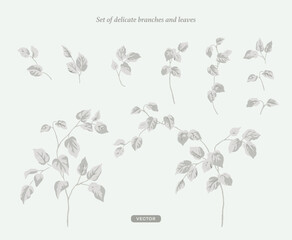 Set of delicate branches and leaves in vector style and soft tones