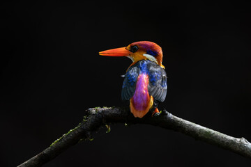 Oriental Dwarf Kingfisher are one of the most colorful birds found in the foothills of western ghat ranges India