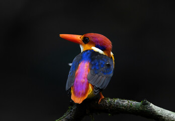 Oriental Dwarf Kingfisher is one of the most colorful birds found in the foothills of western ghat...