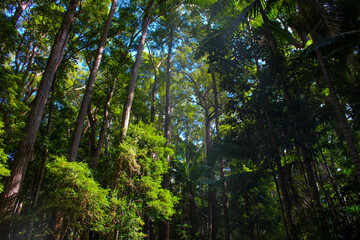 Obraz premium green forest in the morning