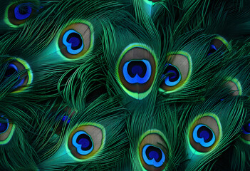 Colorful Realistic Peacock Feather Pattern Background