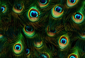 Obraz premium Colorful Realistic Peacock Feather Pattern Background