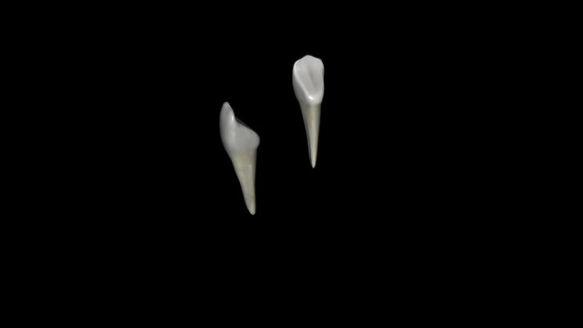 The mandibular canine is the tooth located distally from both mandibular lateral incisors of the mouth but mesially from both mandibular first premolars
