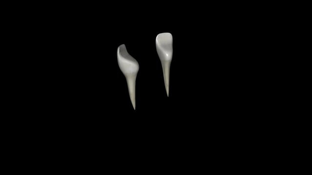 The mandibular lateral incisor is the tooth located distally from both mandibular central incisors of the mouth and mesially from both mandibular canines .