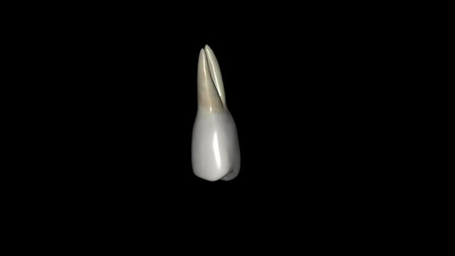 The mandibular first premolar has a bulkier crown compared to the cuspid, yet its root is more slender and shorter .