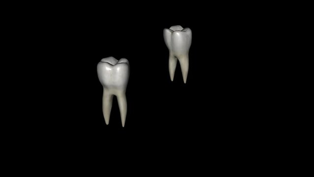 The mandibular first molar usually has two roots, a mesial and a distal.