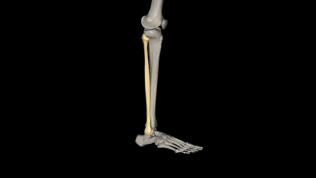 The fibula is a long bone in the lower extremity that is positioned on the lateral side of the tibia .