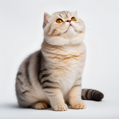 猫　スコティッシュフォールド