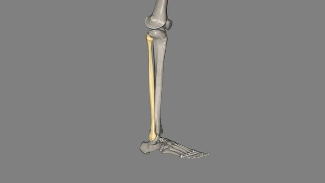 The fibula is a long bone in the lower extremity that is positioned on the lateral side of the tibia .