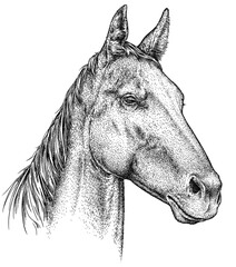 Vintage engraving isolated horse set illustration ink sketch. Wild equine background nag mustang animal silhouette art. Black and white hand drawn image  © Turaev