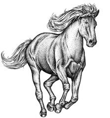 Vintage engraving isolated horse set illustration ink sketch. Wild equine background nag mustang animal silhouette art. Black and white hand drawn image  © Turaev